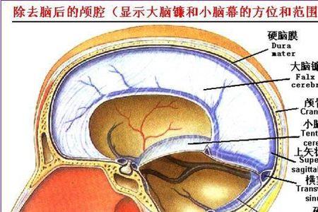 小脑有多大