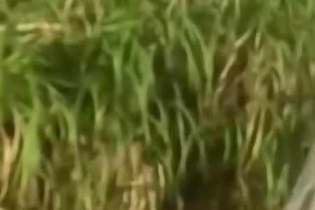 虚竹点名与丁春秋决战后续