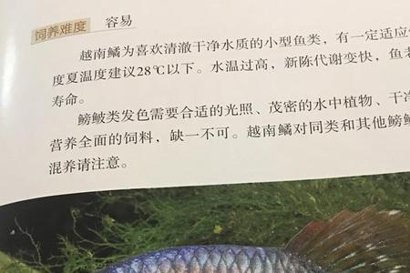 鳑鲏食蚊鱼区别