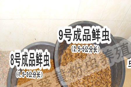 大麦虫的虫卵要多少天才能孵化