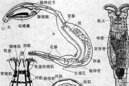 水珠是轮虫吗