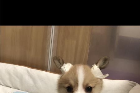 一岁了柯基不立耳是不是不纯