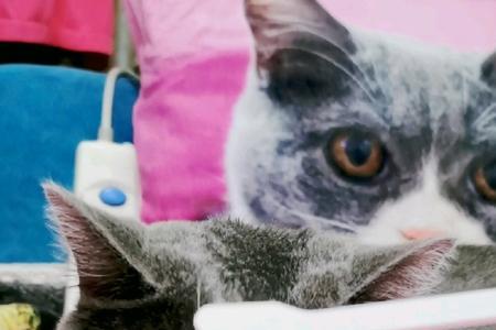 为什么刷猫咪的额头