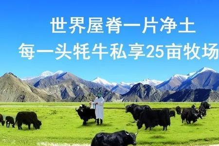 圣漠雪源牦牛奶粉怎么样