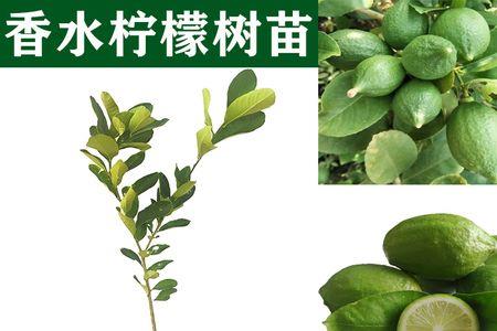 香水柠檬嫁接苗和原生苗哪个好