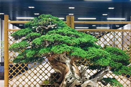 柏树可以放鱼缸里面造景吗