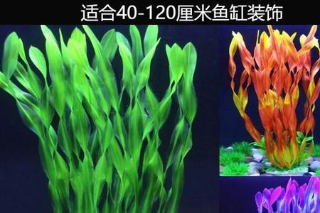花根可以做鱼缸造景吗
