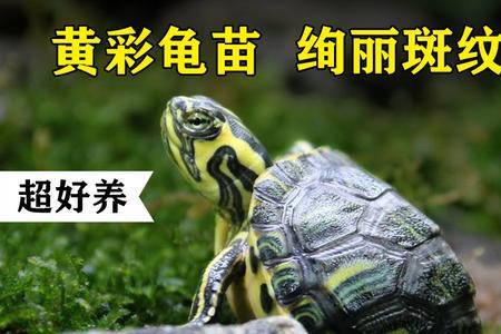 黄耳龟水养还是干养