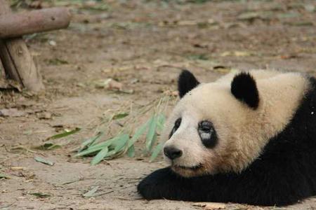 为什么熊猫皮那么厚
