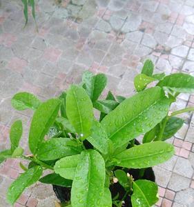 扦插香水柠檬发芽是否也发根了