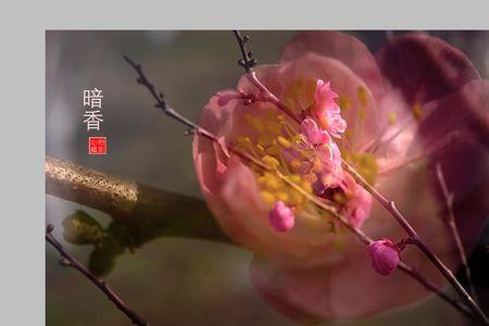 疏影暗香写的什么花