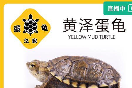 虎纹蛋龟和剃刀能混养吗