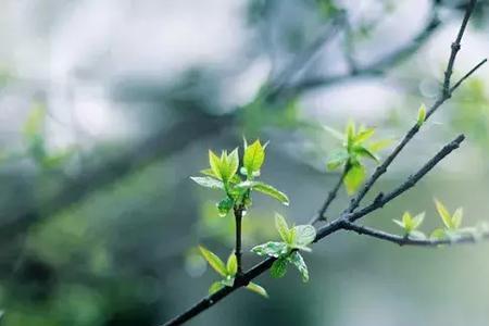 青春永驻近义词