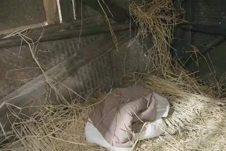 怎样才可以把鸡毛变长