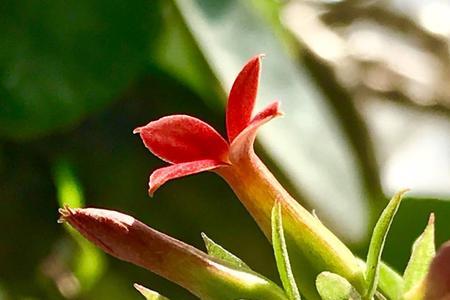 伽蓝菜怎么吃