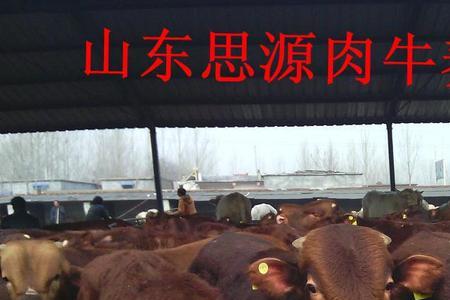2500牛等于多少吨