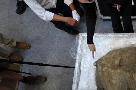 克隆猛犸象成功了吗