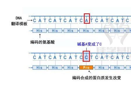 mutation和variation区别
