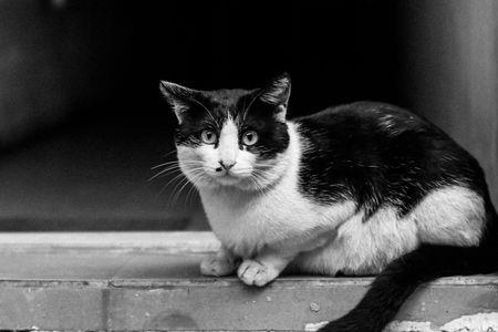 灰色奶牛猫是什么品种