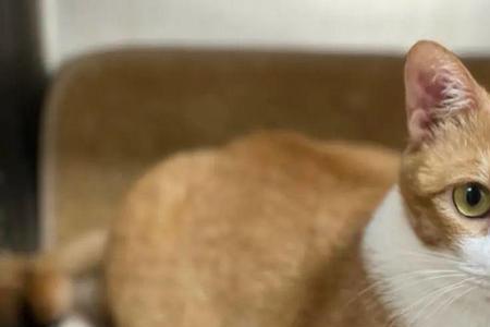 阿猫算是宠物猫吗