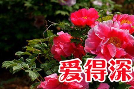 爱的深伤的真原唱是谁