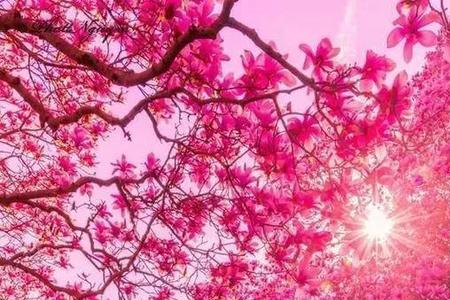 花烂漫什么意思