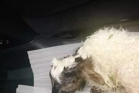 小羊脐带多久掉