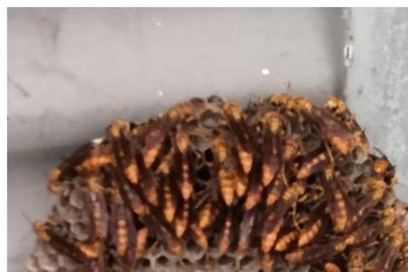 马蜂的幼虫可以放冰箱冷藏吗