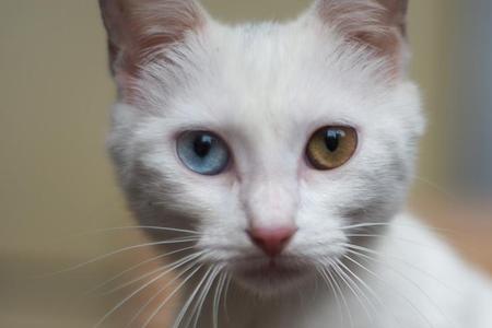 猫异瞳的概率有多大