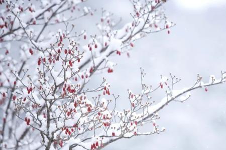 风吹雪是什么意思