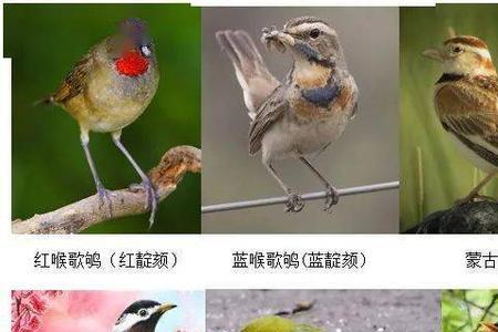 麻料鸟头大好还是头小好吗