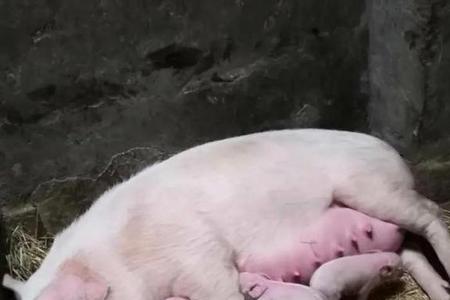 同一窝小猪为什么大小不一