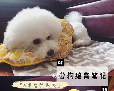公比熊绝育后会不会乱尿