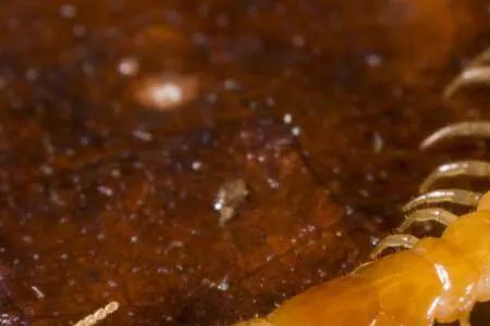 地上爬的昆虫有哪些