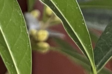 干桂花生虫怎么去除