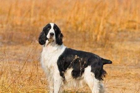 史宾格犬什么时候发毛