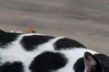 奶牛猫和白猫哪个好