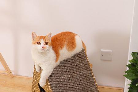 为什么猫刚出笼子就要挠猫抓板