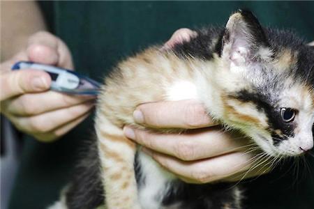 猫咪体温分布图