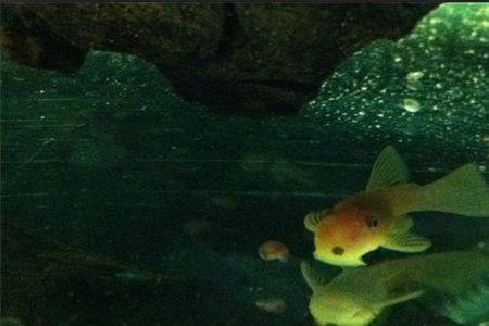 水族蓝眼胡子饲养注意事项