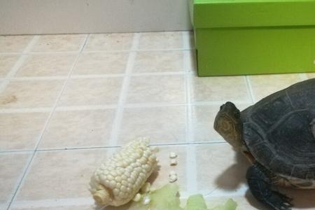 天赐杰尼龟是哪里人