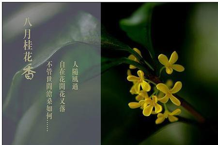 关于桂花的现代5言诗自编