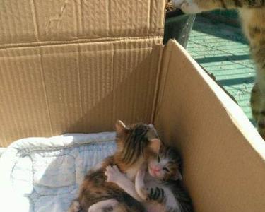 刚满月小猫离开妈妈怎么喂养
