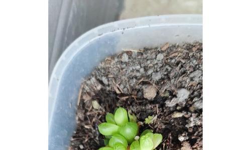 植物杀手是什么