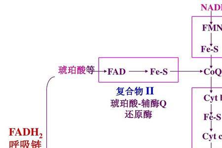 fadh2和琥珀酸的区别
