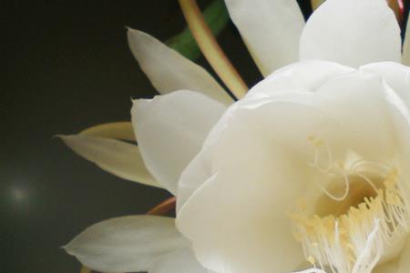 kadupul花和昙花是一个东西吗