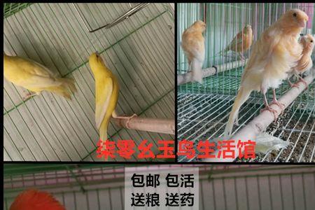 大红袍玉鸟可以自个繁殖么