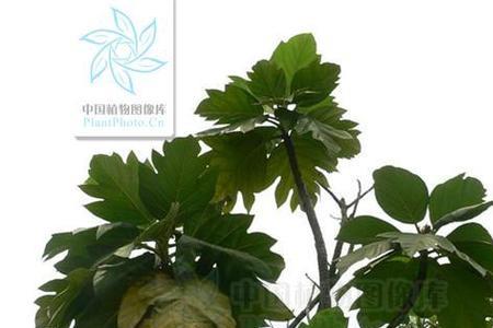 面包树这篇课文是出自哪本书