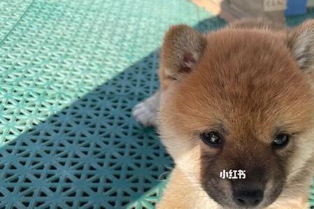 柴犬和豆柴配对是不是纯种