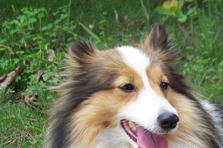 喜乐蒂牧羊犬一天能吃多少